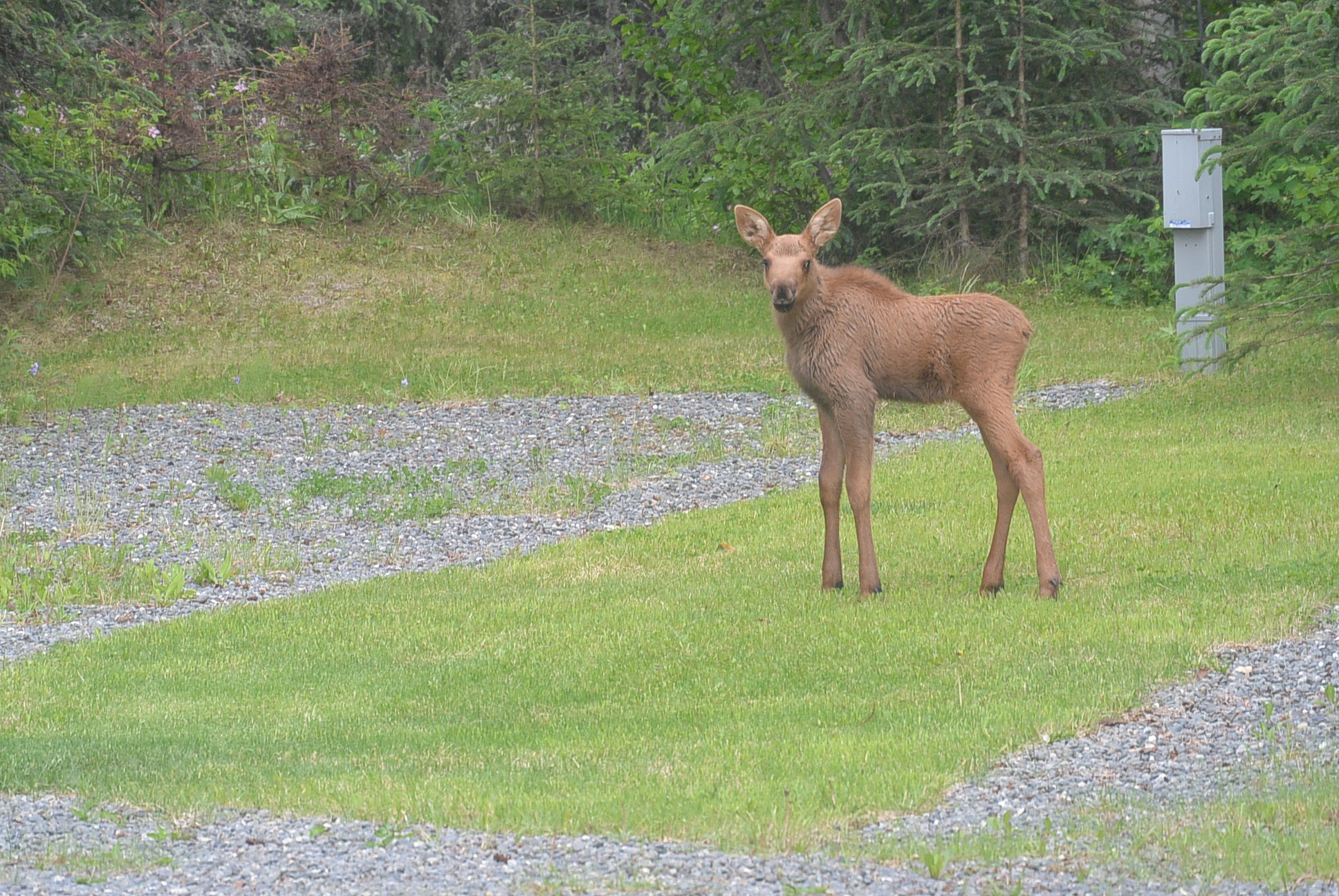 2016 Moose Calf