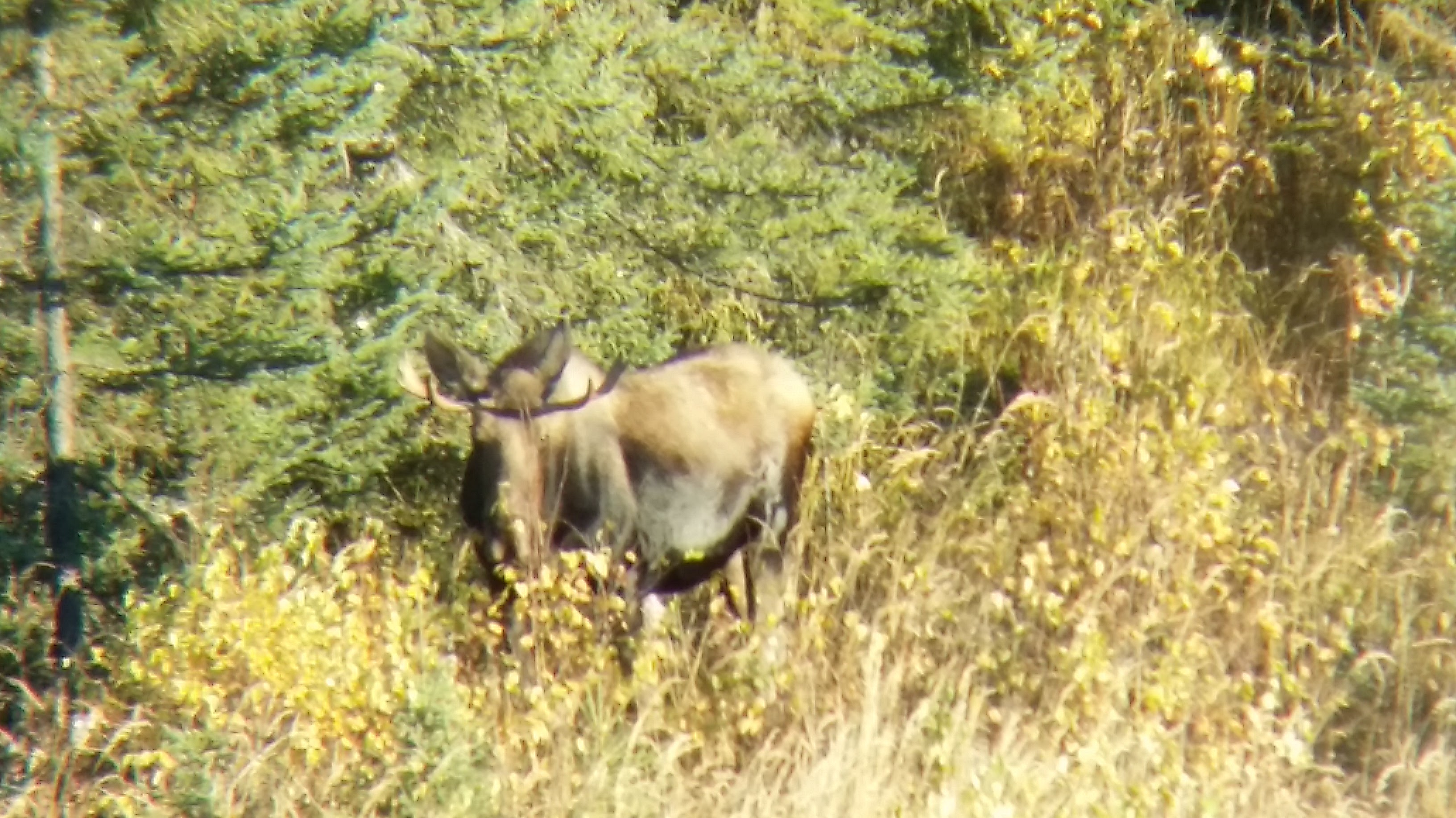 Young bull moose